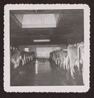 Photographs of Agriculture and Animals